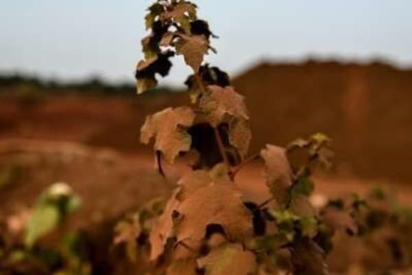 Malaysia: No green light yet for Bukit Goh bauxite mining