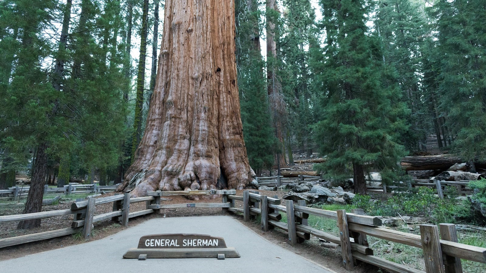 California firefighters wrap aluminium blankets around Giant Sequoia trees to protect them against wildfires