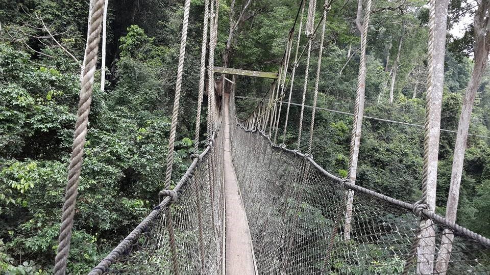 Aluminium ladders support the canopy walkway at Kakum National Park, Ghana
