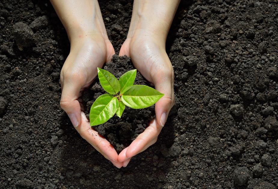 Discovery Bauxite continues its reforestation efforts