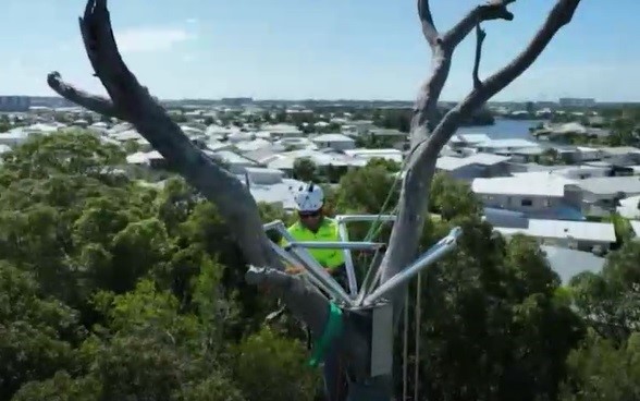 Wildlife professionals build new aluminium nest for high-flying Sunshine Coast couple