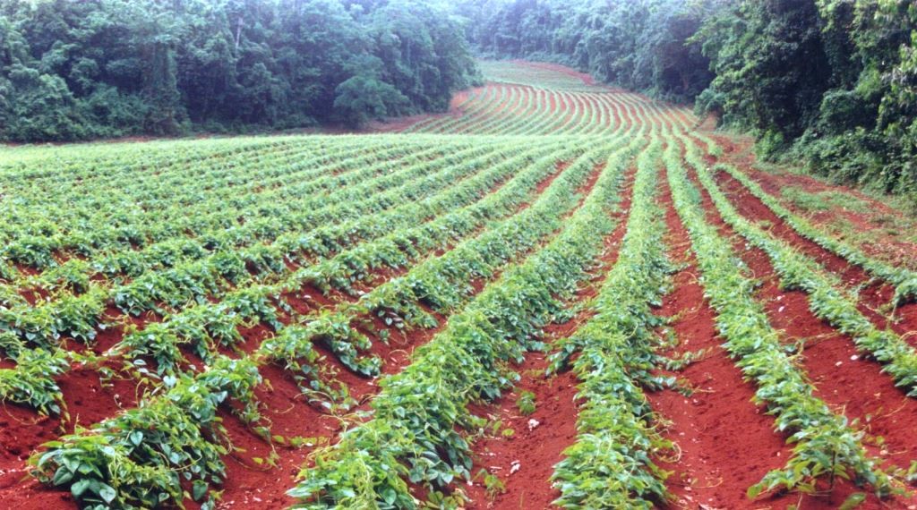Multimillion-dollar initiative aims to reclaim bauxite terrain for agriculture